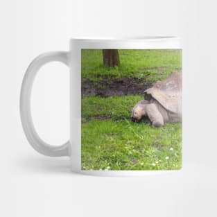 Giant tortoise eating grass Mug